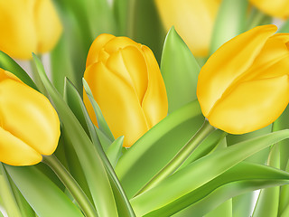 Image showing Tulips on white background. EPS 10