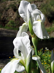 Image showing White orchids