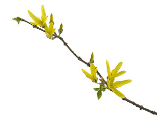 Image showing forsythia