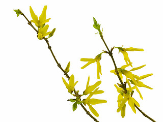 Image showing forsythia