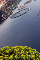 Image showing fish farm and flowers