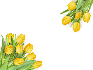 Image showing Tulips on white background. EPS 10