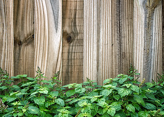 Image showing wooden fence behind patchouli plant