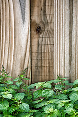 Image showing garden fence behind green patchouly plant