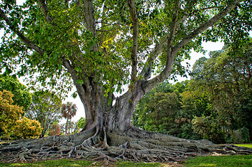 Image showing Mysore Fig Tree