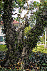 Image showing cluster fig tree