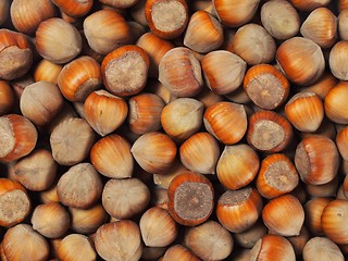 Image showing Hazelnuts