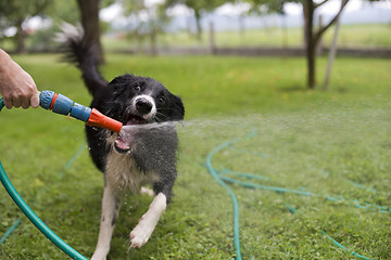 Image showing Dog playing