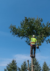 Image showing Removing A Pine Tree