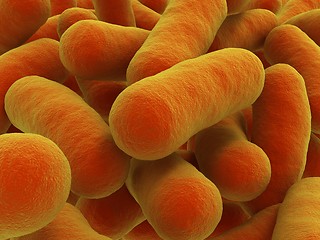 Image showing Bacteria strain