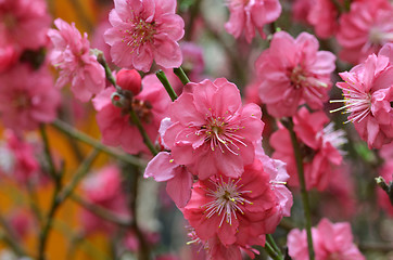 Image showing Japanese apricot blossom