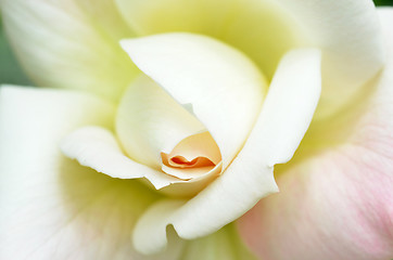 Image showing Beautiful white rose flower head