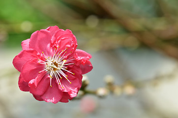 Image showing Japanese apricot blossom