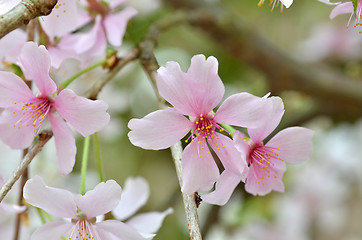 Image showing Beautiful Cherry blossom