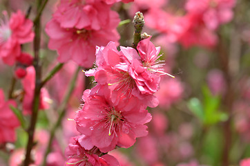 Image showing Japanese apricot blossom