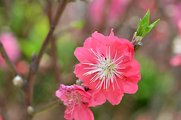 Image showing Japanese apricot blossom