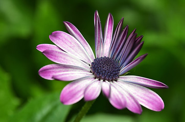 Image showing Beautiful purple fanfare flower in a meadow