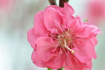 Image showing Japanese apricot blossom