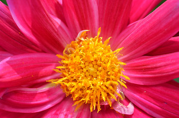 Image showing Beautiful flower in a meadow