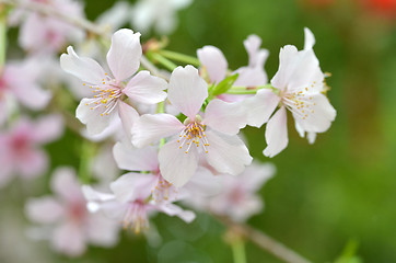 Image showing Beautiful Cherry blossom