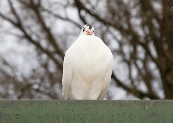 Image showing White release dove