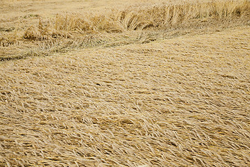 Image showing farm field cereals  