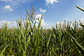 Image showing Field with corn  