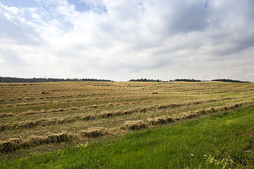 Image showing harvesting of rape  