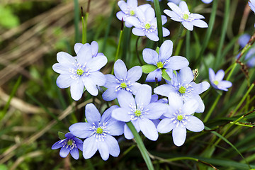 Image showing spring flowers , forest