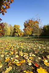 Image showing autumn forest ,  Belarus
