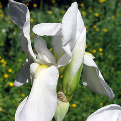 Image showing White orchid close up
