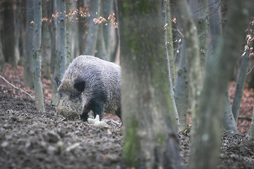 Image showing Wild hog in forest