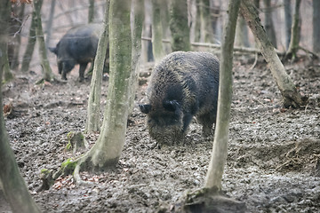 Image showing Wild hogs in forest