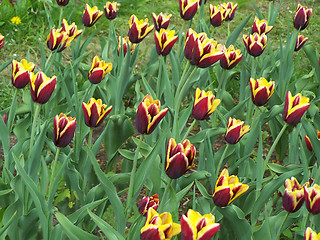 Image showing Maroon, yellow and green