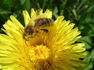 Image showing Honey Bee