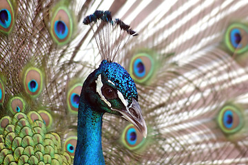 Image showing Peacock