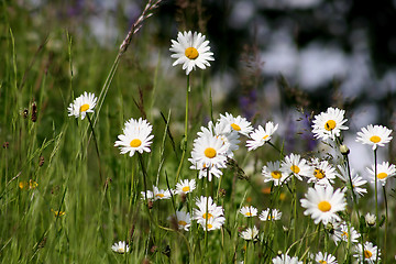 Image showing Marguerite Flowers