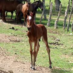 Image showing Foal