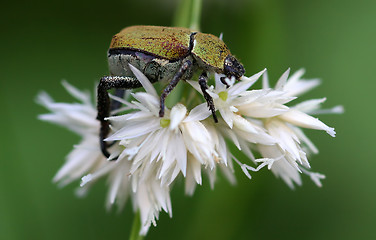 Image showing Colorful Beetle