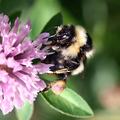 Image showing Bumblebee sucking nectar on a red clover