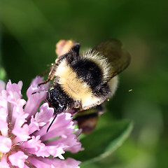 Image showing Bumblebee sucking nectar on a red clover