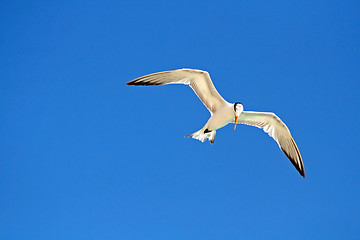 Image showing Flying Gull