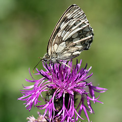 Image showing Butterfly on a green background