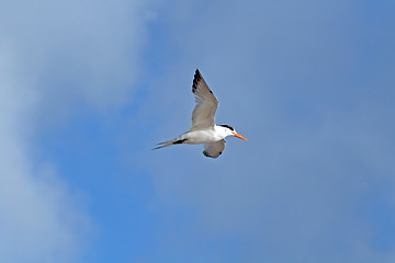 Image showing Flying Gull