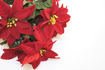 Image showing imitation poinsettia flowers