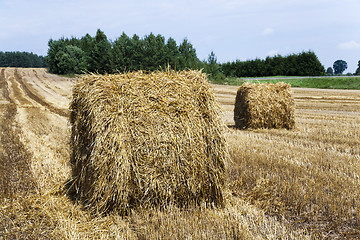 Image showing agriculture  harvest. summer