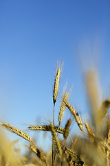 Image showing ripe yellow cereals  