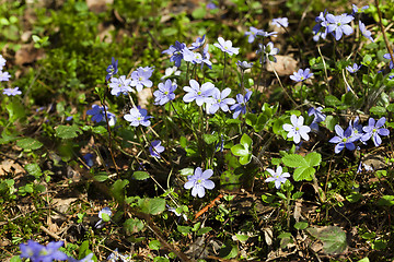 Image showing spring flowers , forest