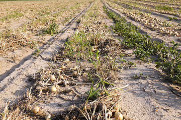 Image showing Harvesting onion field  