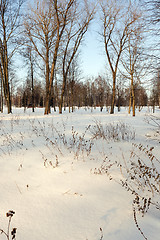 Image showing trees in winter 